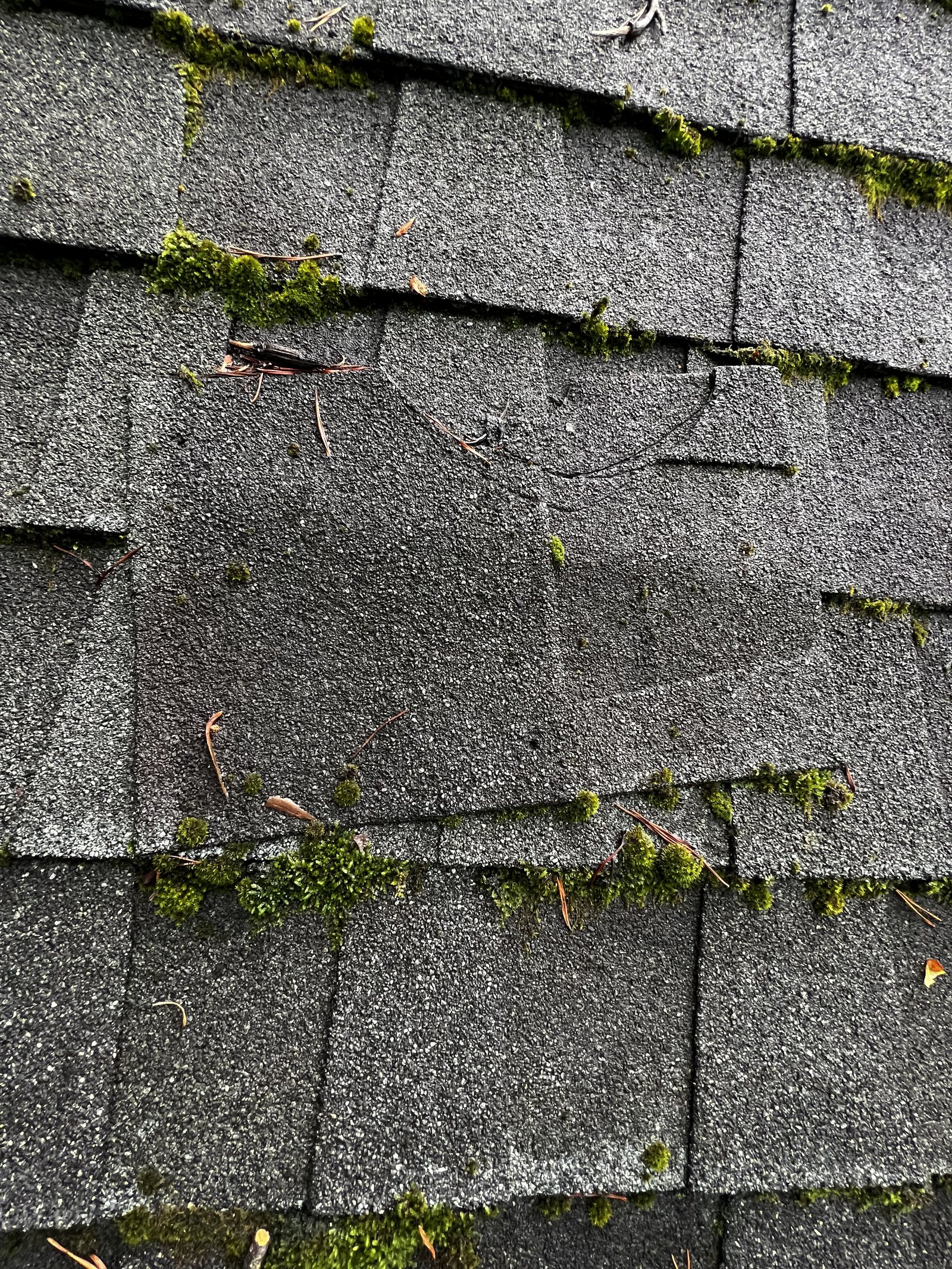 Heavy moss growing in rows along the leading edges of asphalt shingles on a roof in Union Hall, VA